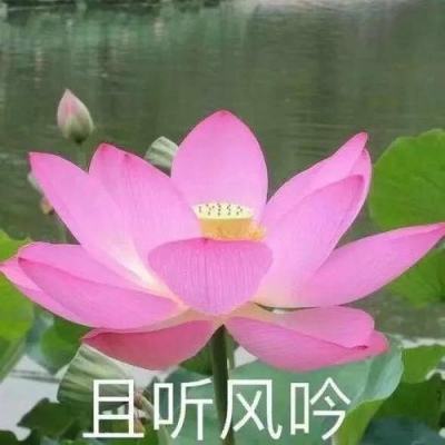 “专‘暑’普法‘未’你护航”，北新泾街道启动法治文化节